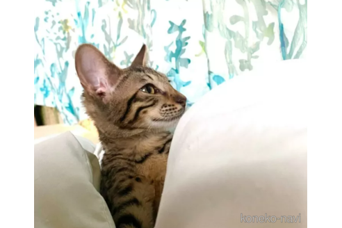 販売中の茨城県のサバンナキャット-118160の4枚目